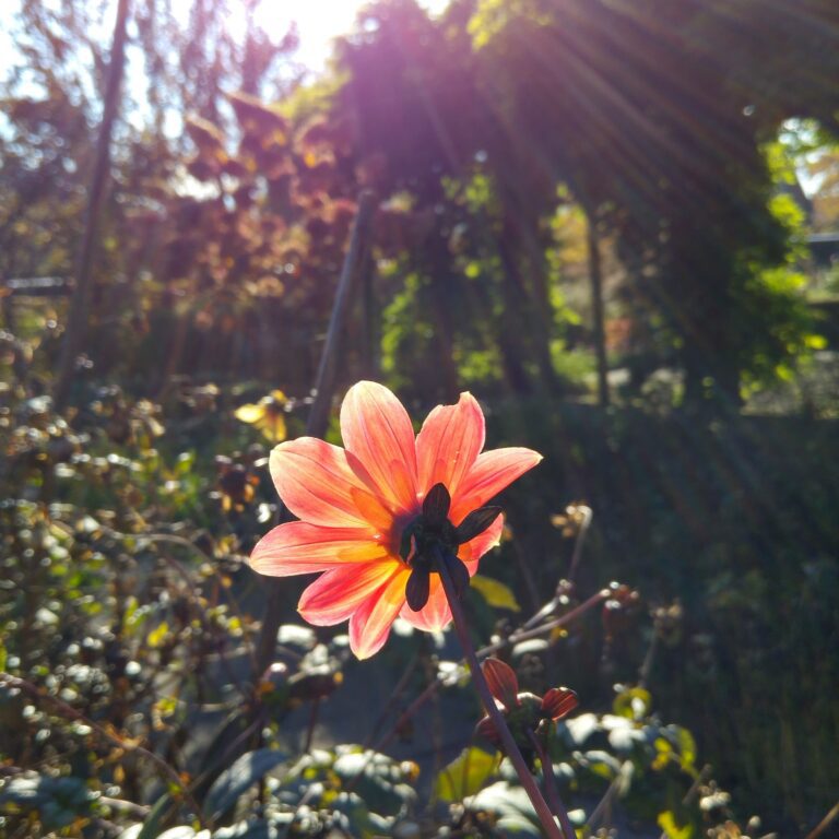 🌿 Het moment  &ndash; 生活裡的荷語時刻